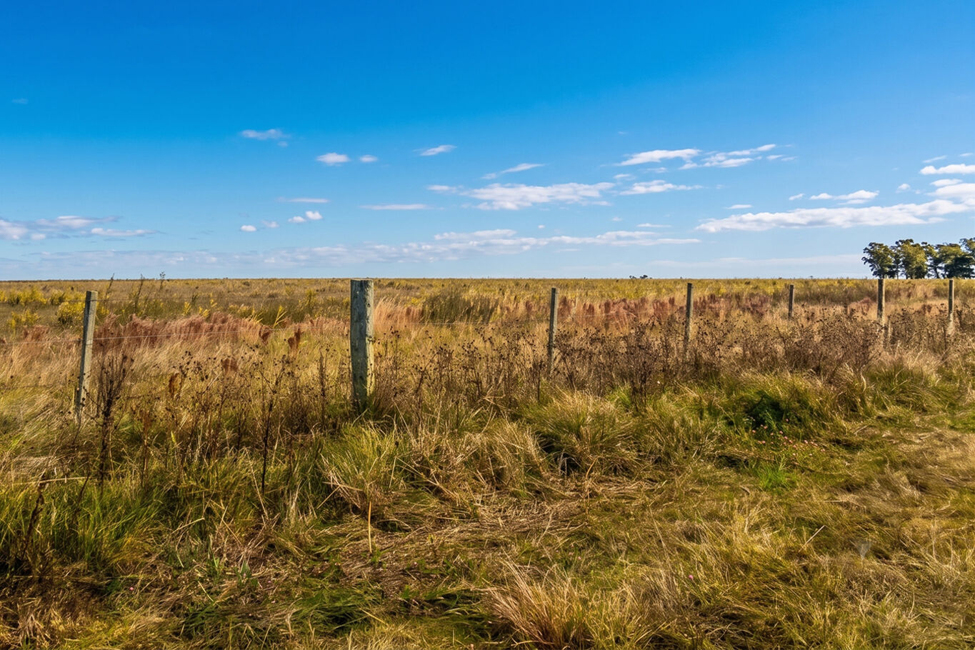 Campo en Salto — imagen 10
