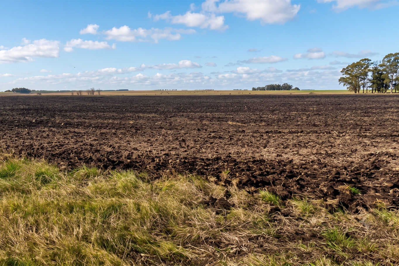 Campo en Salto — imagen 11