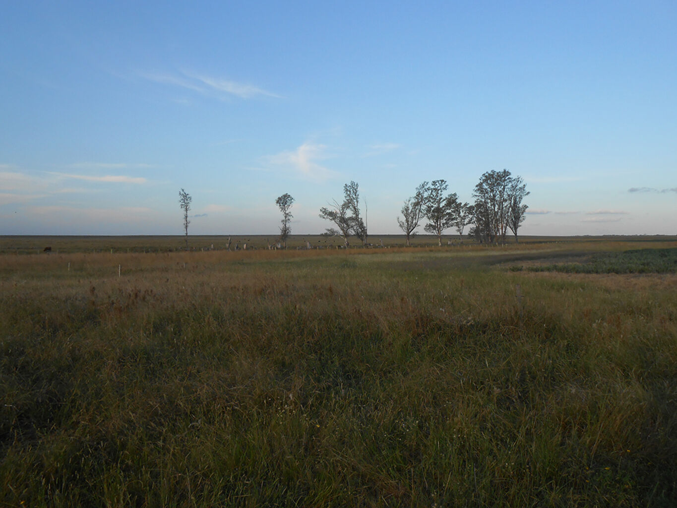 Campo en Salto — imagen 2