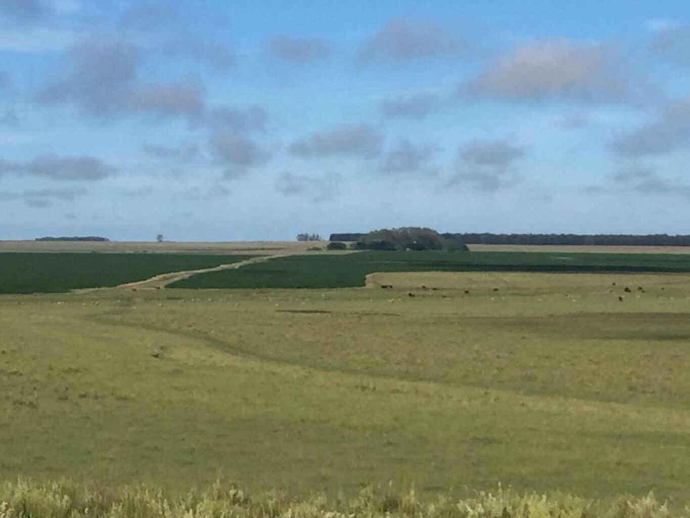 Campo en Salto
