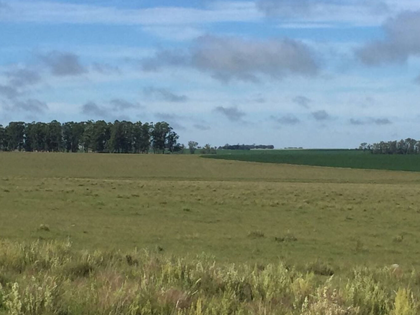 Campo en Salto — imagen 7