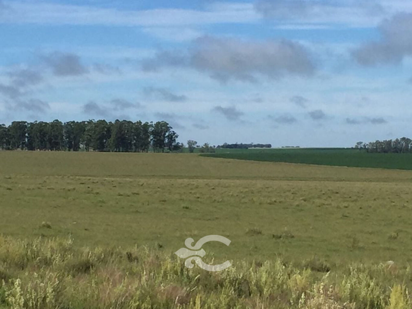 Campo en Salto — imagen 8