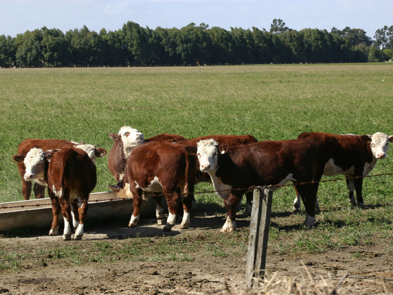 Campo en Salto — imagen 9