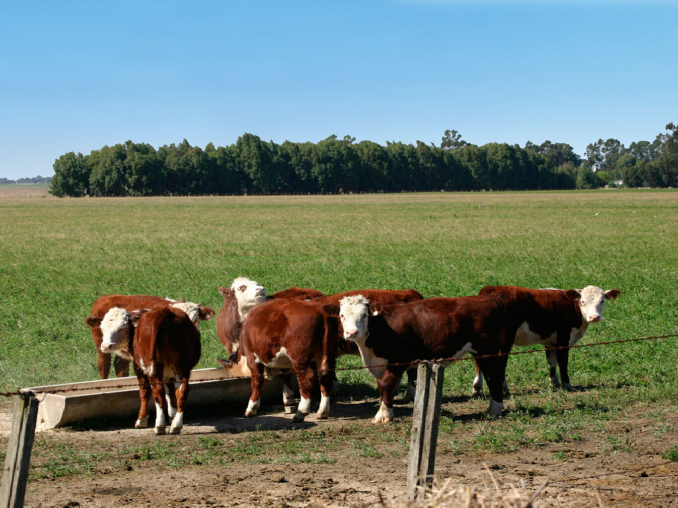 Campo en Salto — imagen 18