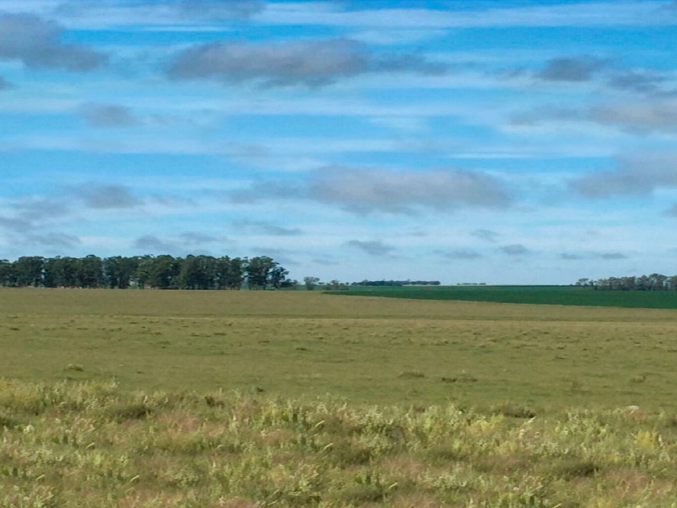 Campo en Salto — imagen 19