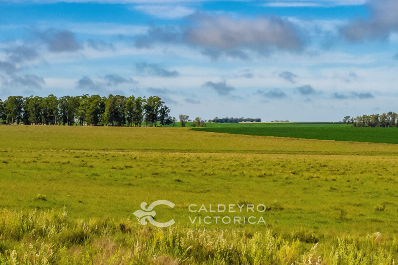 Campo en Salto — imagen 20