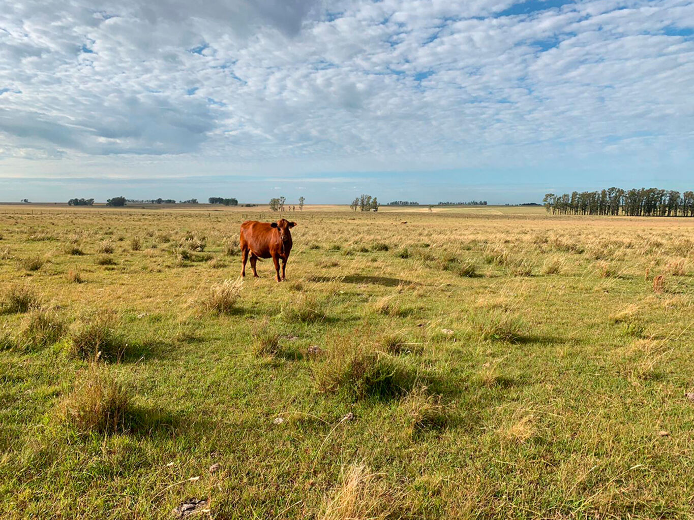 Campo en Salto — imagen 21