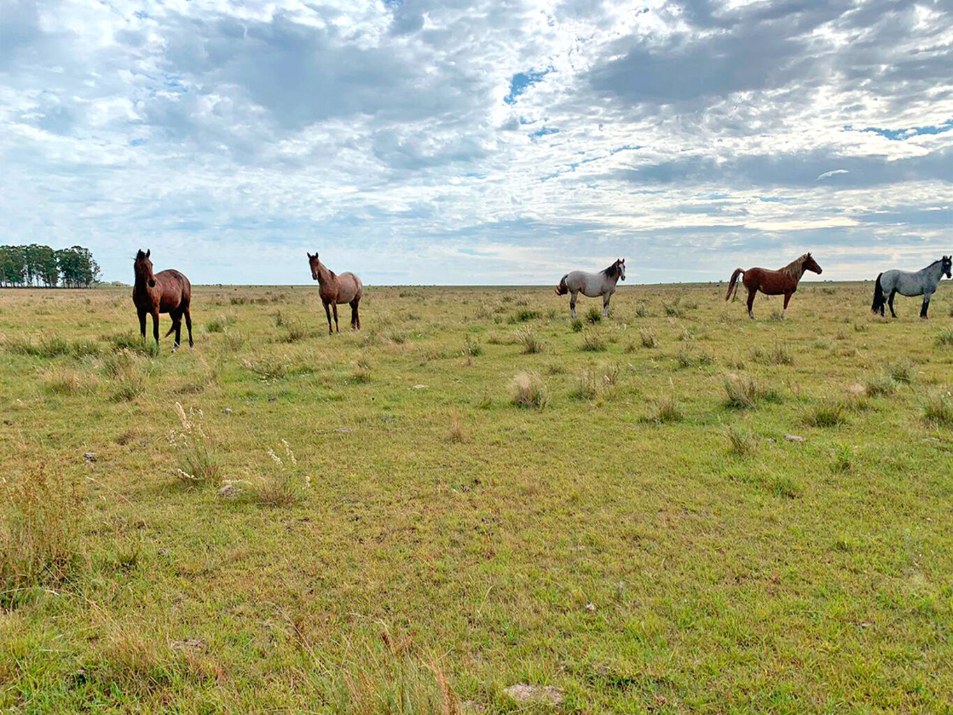 Campo en Salto — imagen 22