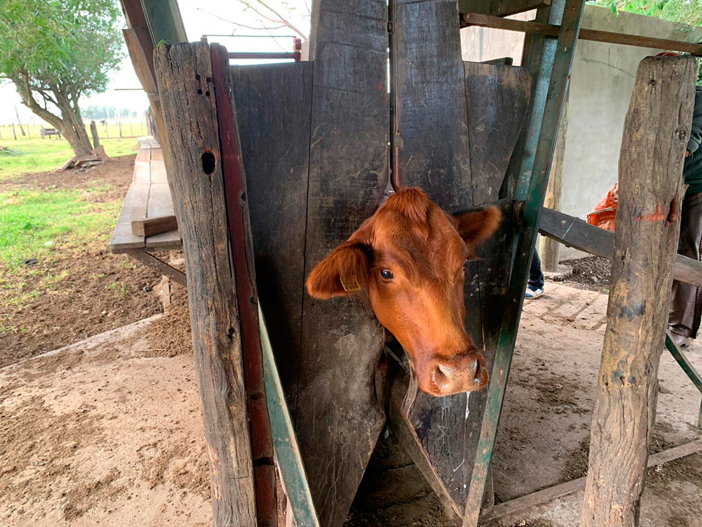 Campo en Salto — imagen 23
