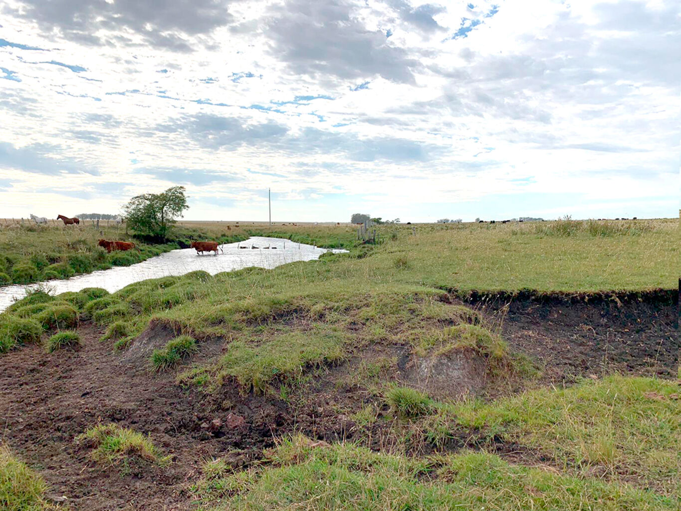 Campo en Salto — imagen 24