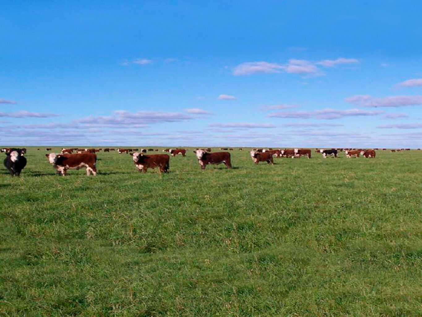 Campo en Salto — imagen 2
