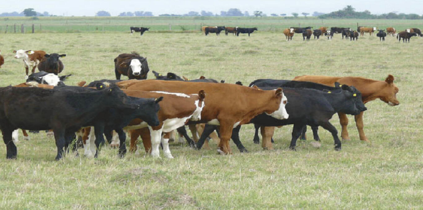 Campo en Paysandú