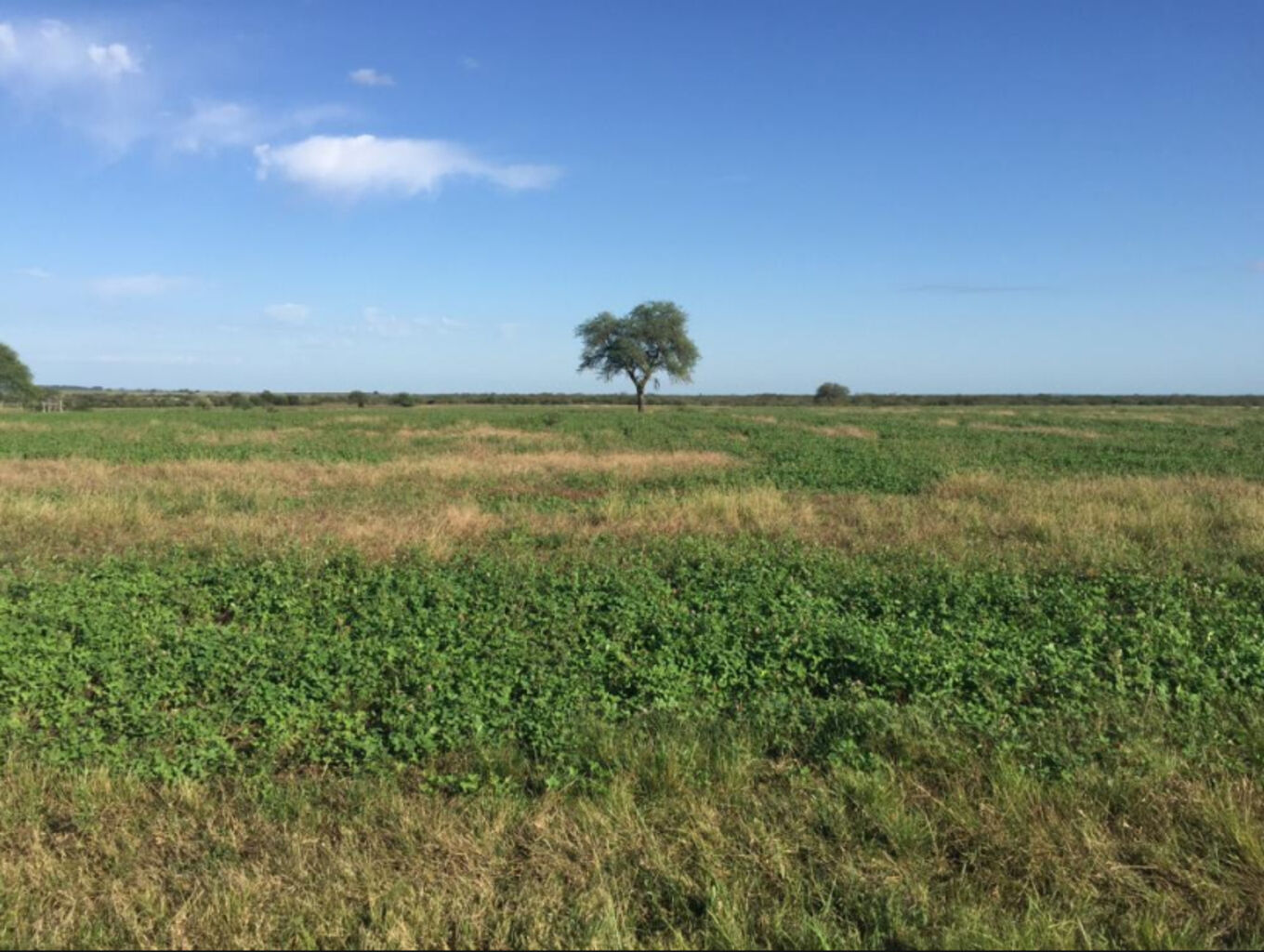Campo en Paysandu — imagen 5