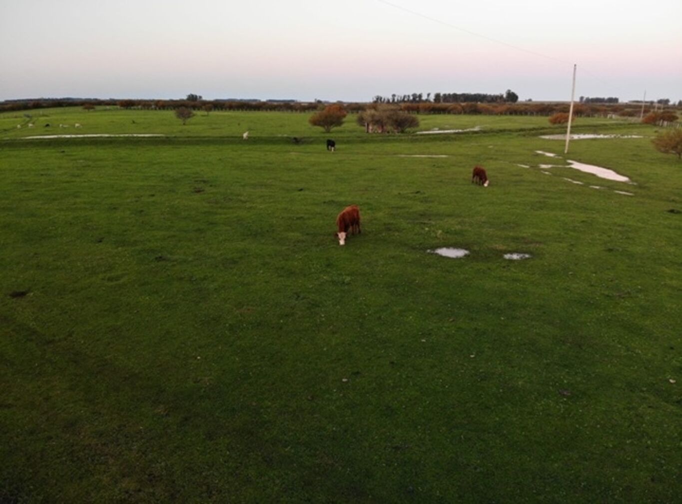 Venta Campo en Artigas, 2.448Ha Ganadero Agrícolas — imagen 4