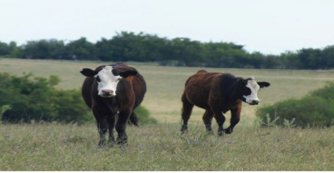 Campo Agrícola Ganadero en Paso Morlán — imagen 5
