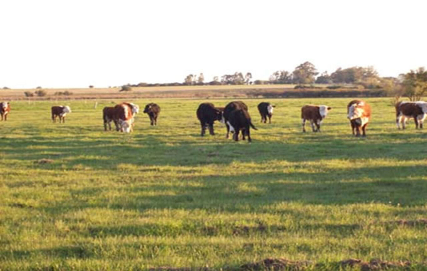 Campo en Colonia del Sacramento — imagen 7