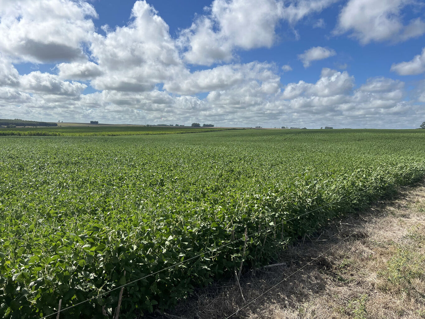 Campo en Flores