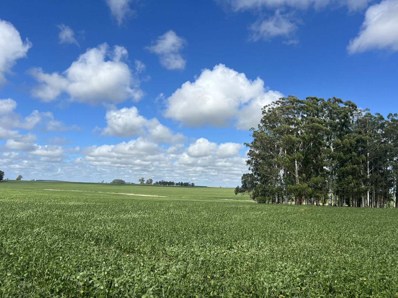 Campo en Flores — imagen 2