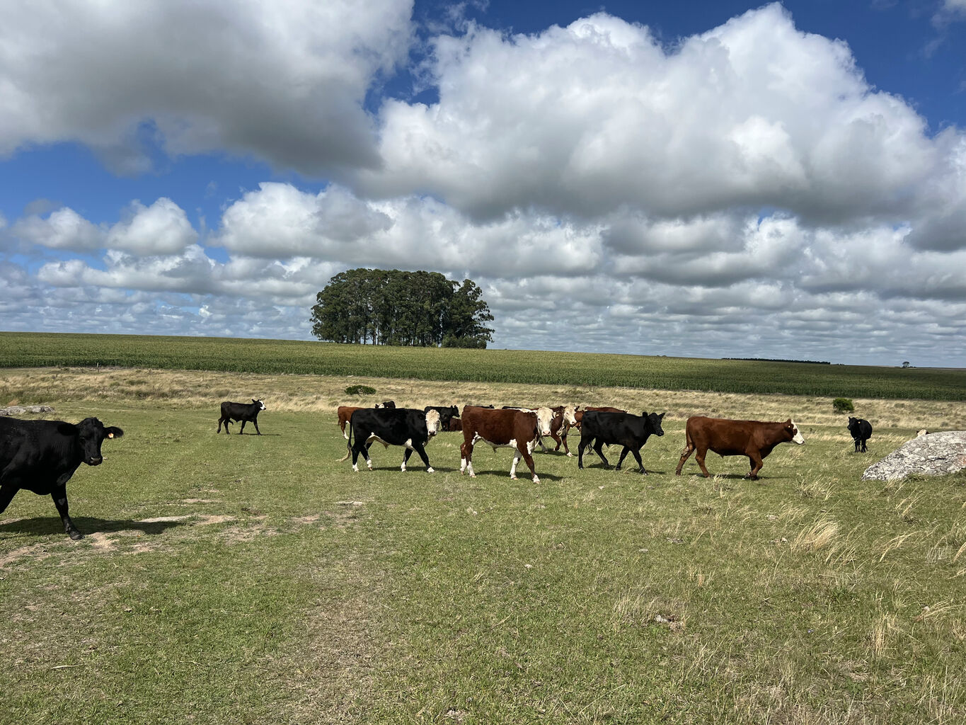 Campo en Flores — imagen 3