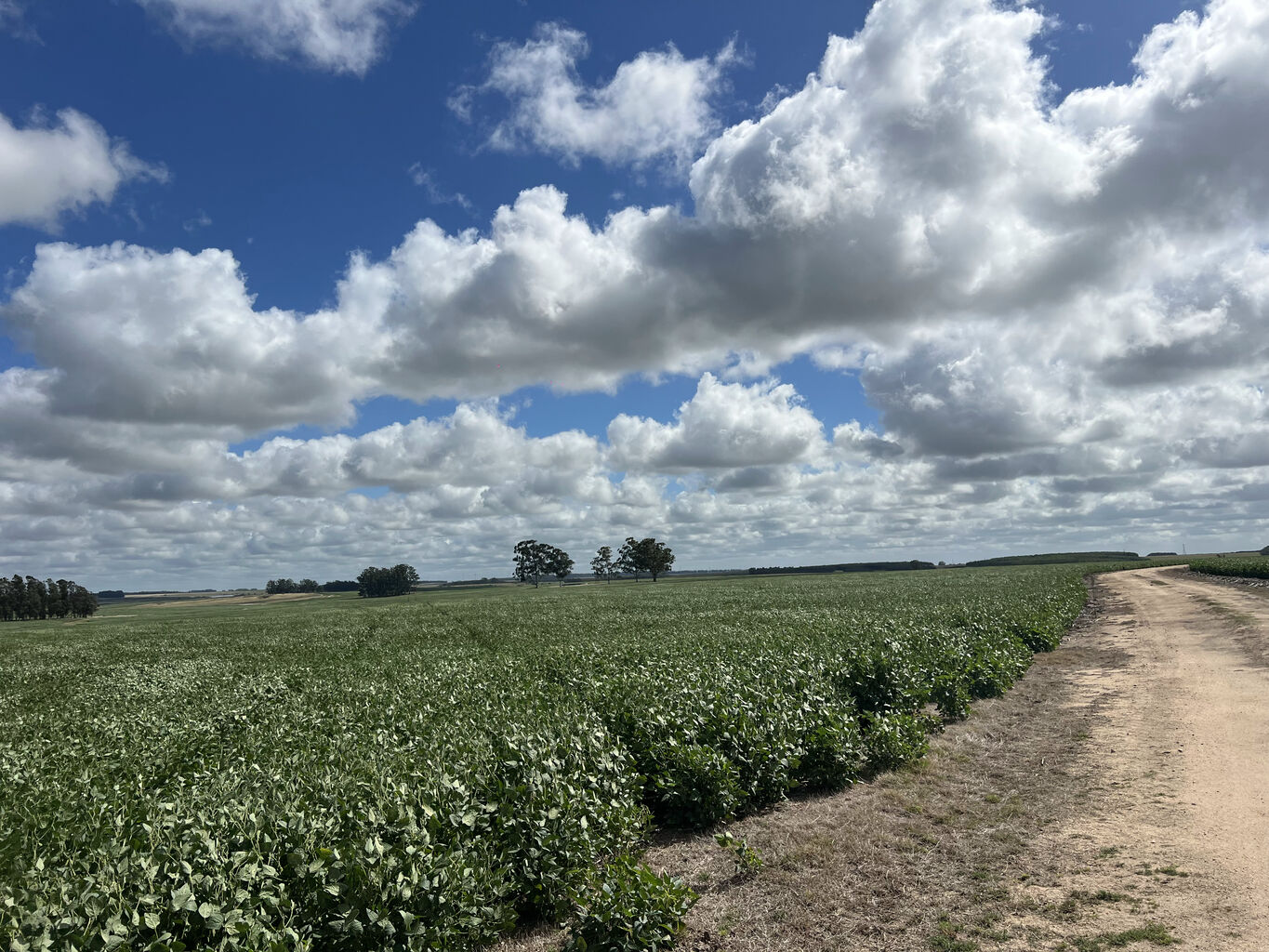 Campo en Flores — imagen 4