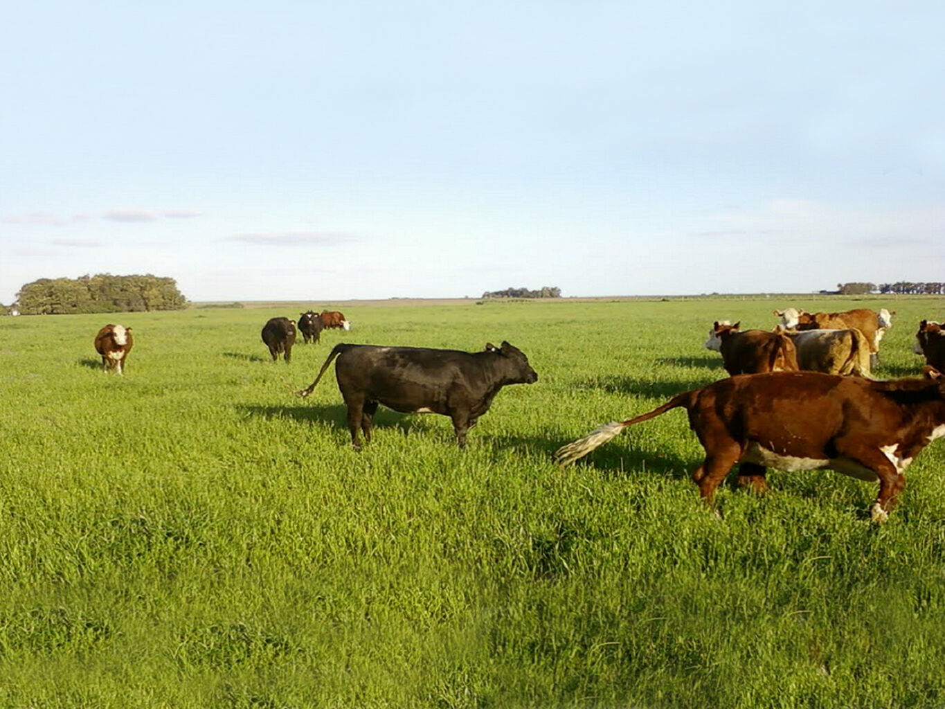 Campo en Flores — imagen 2