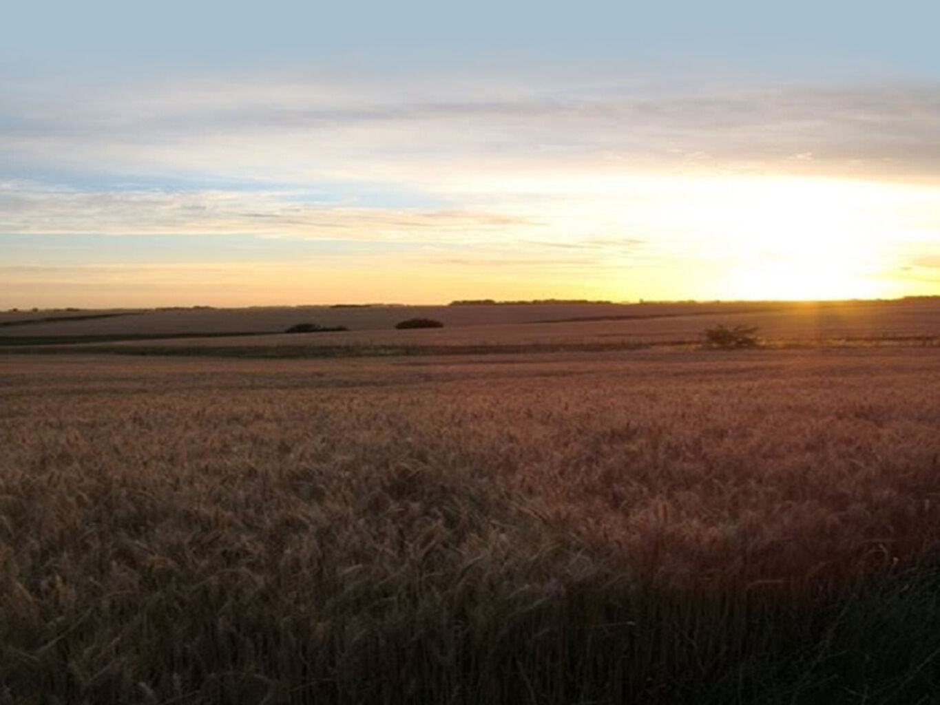 Campo en Flores — imagen 3