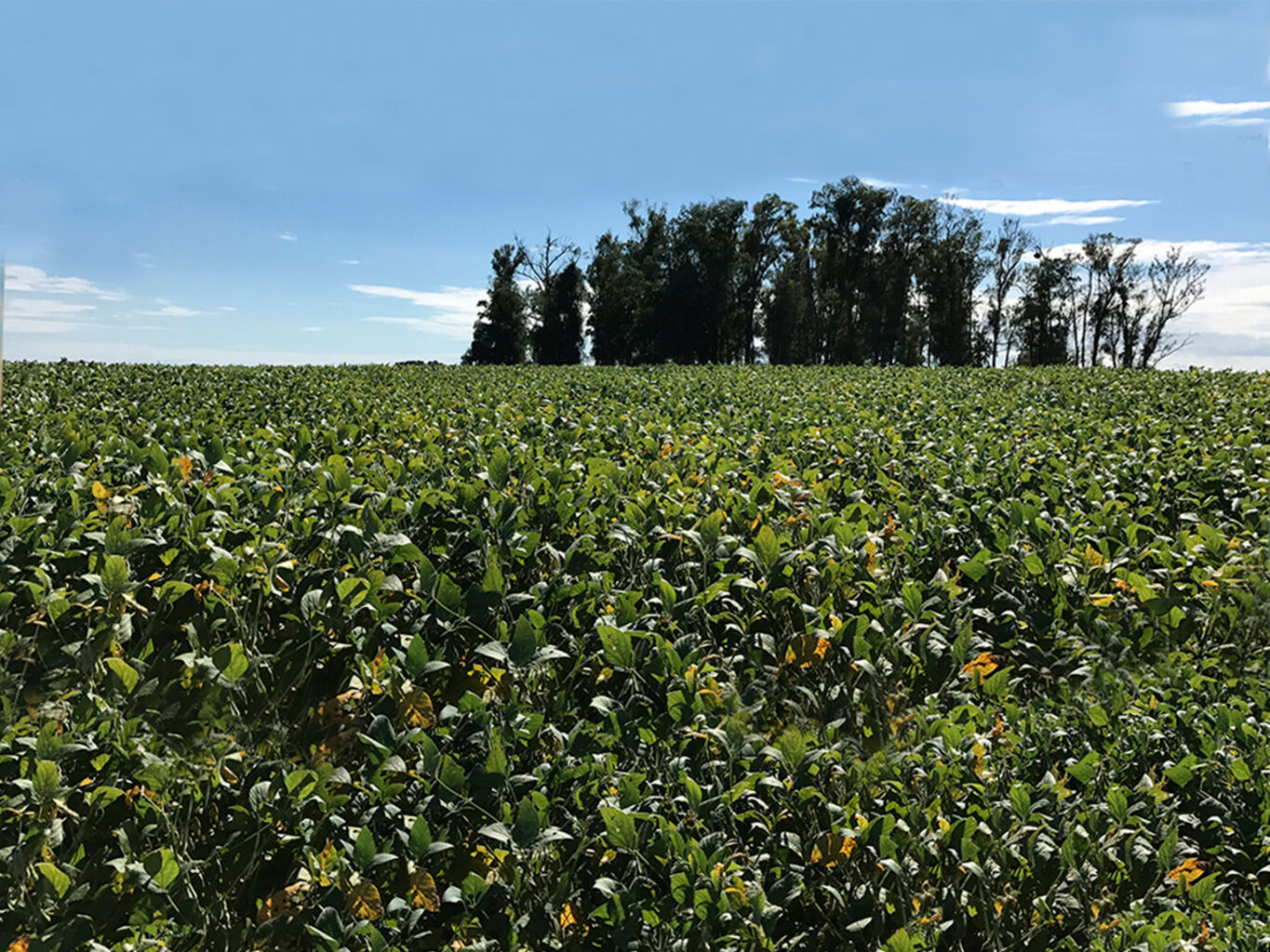 Campo en Flores — imagen 4