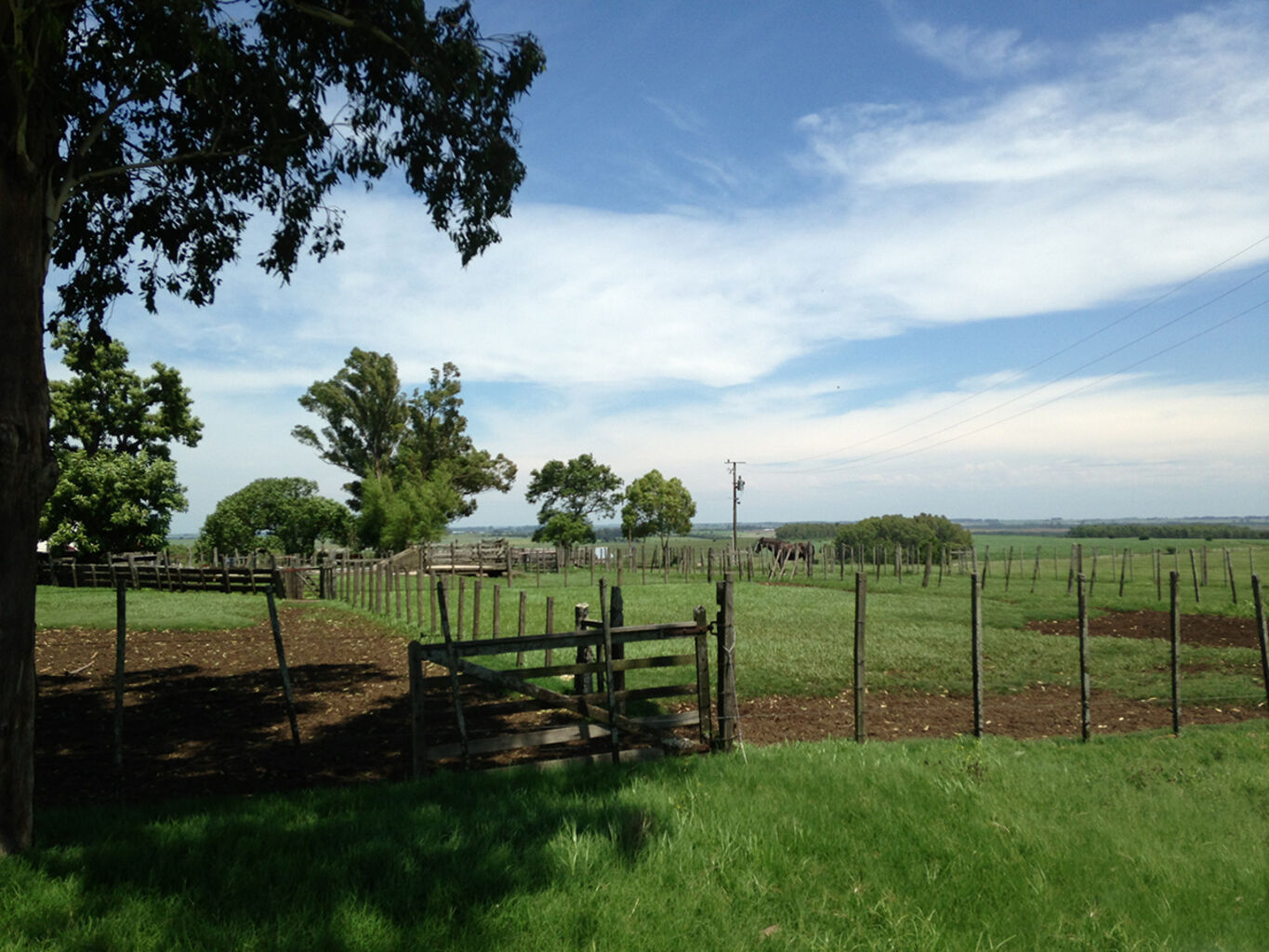 Campo en Florida — imagen 3