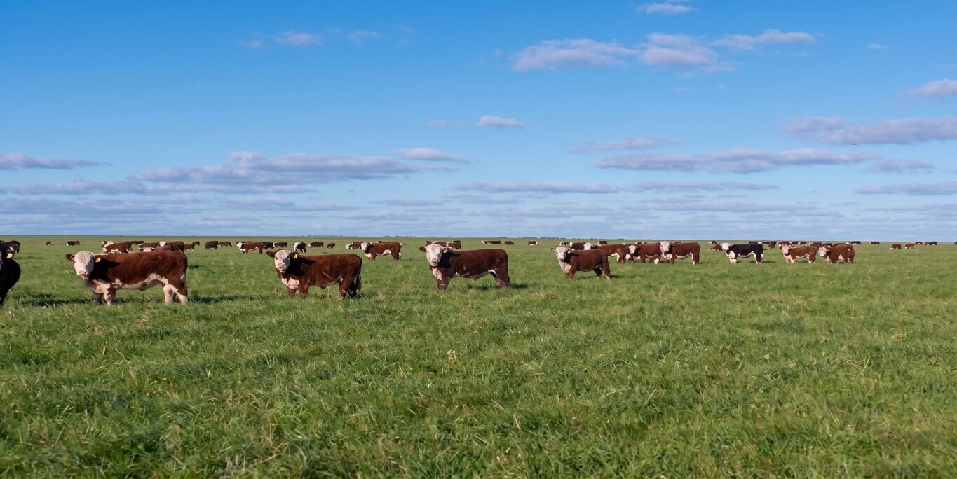 Campo en Florida