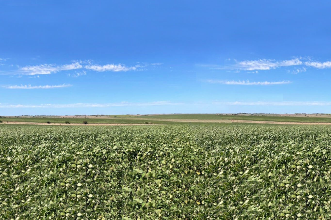 Campo en San José