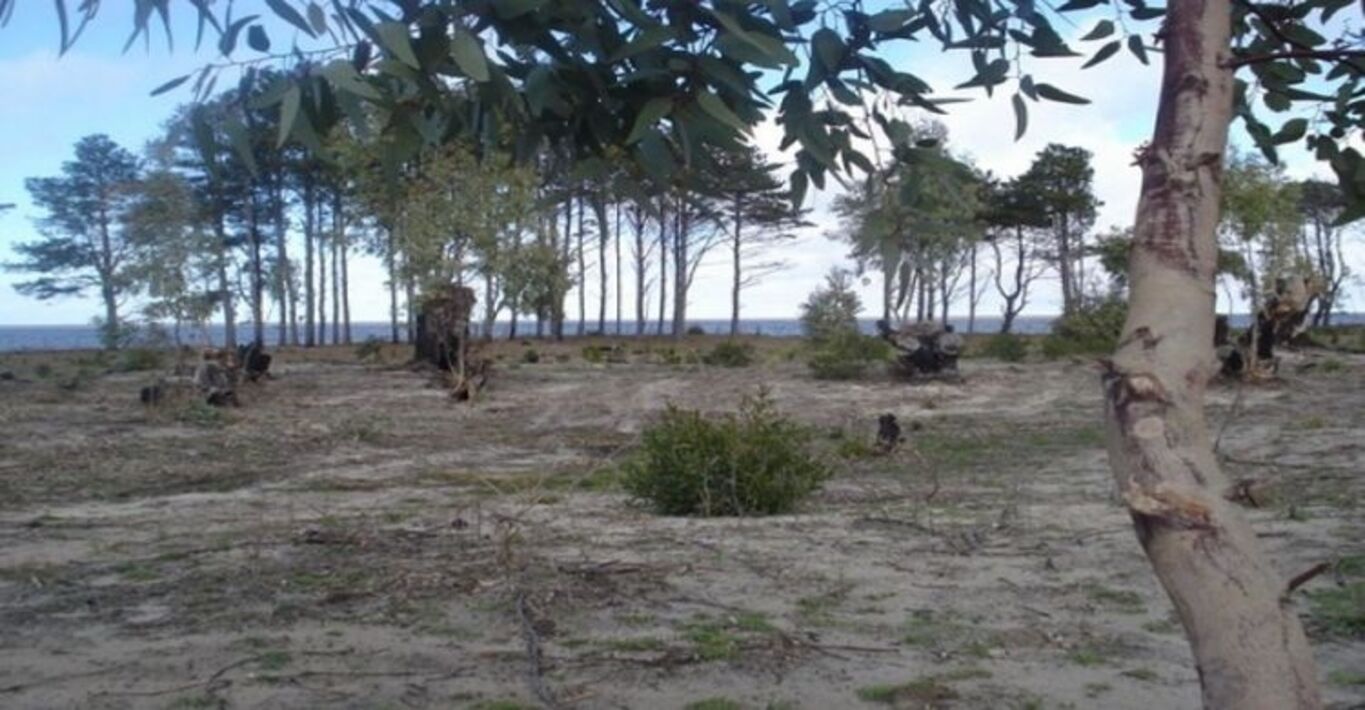 Campo en San José — imagen 3