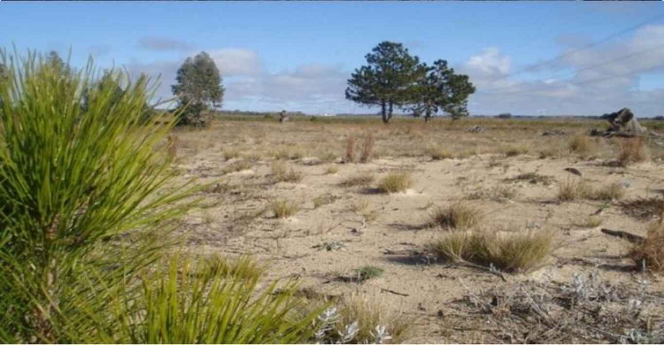 Campo en San José