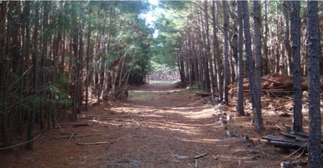 Campo en San José — imagen 2