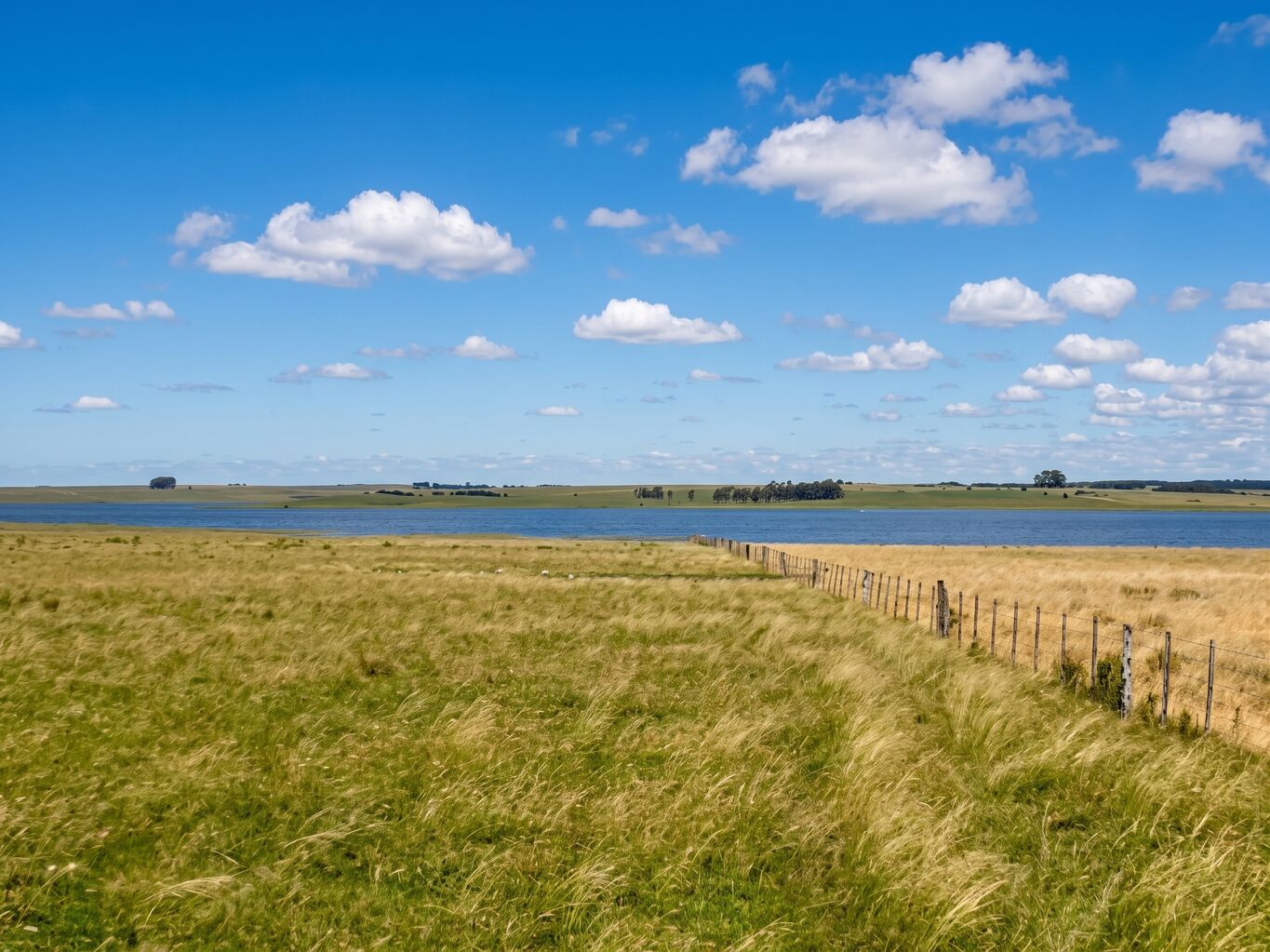 Campo en Rio Negro