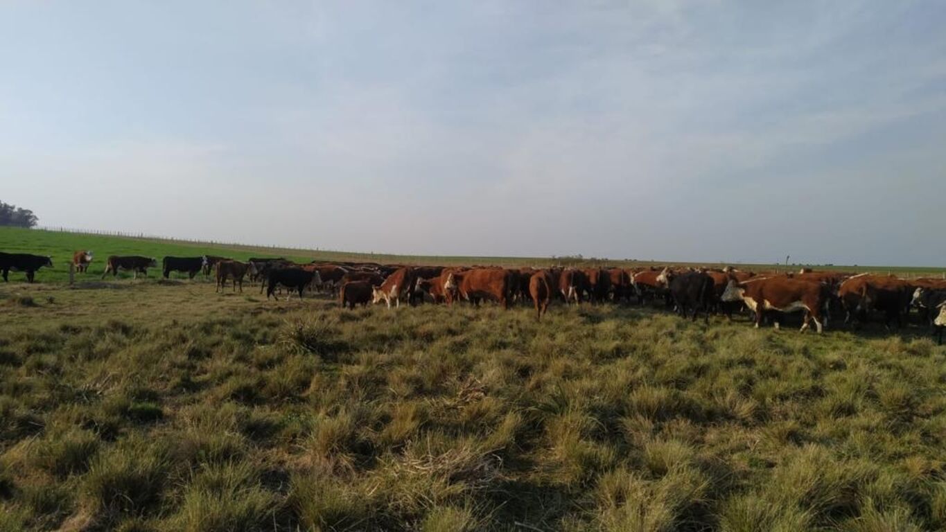 Campo en Rio Negro — imagen 12