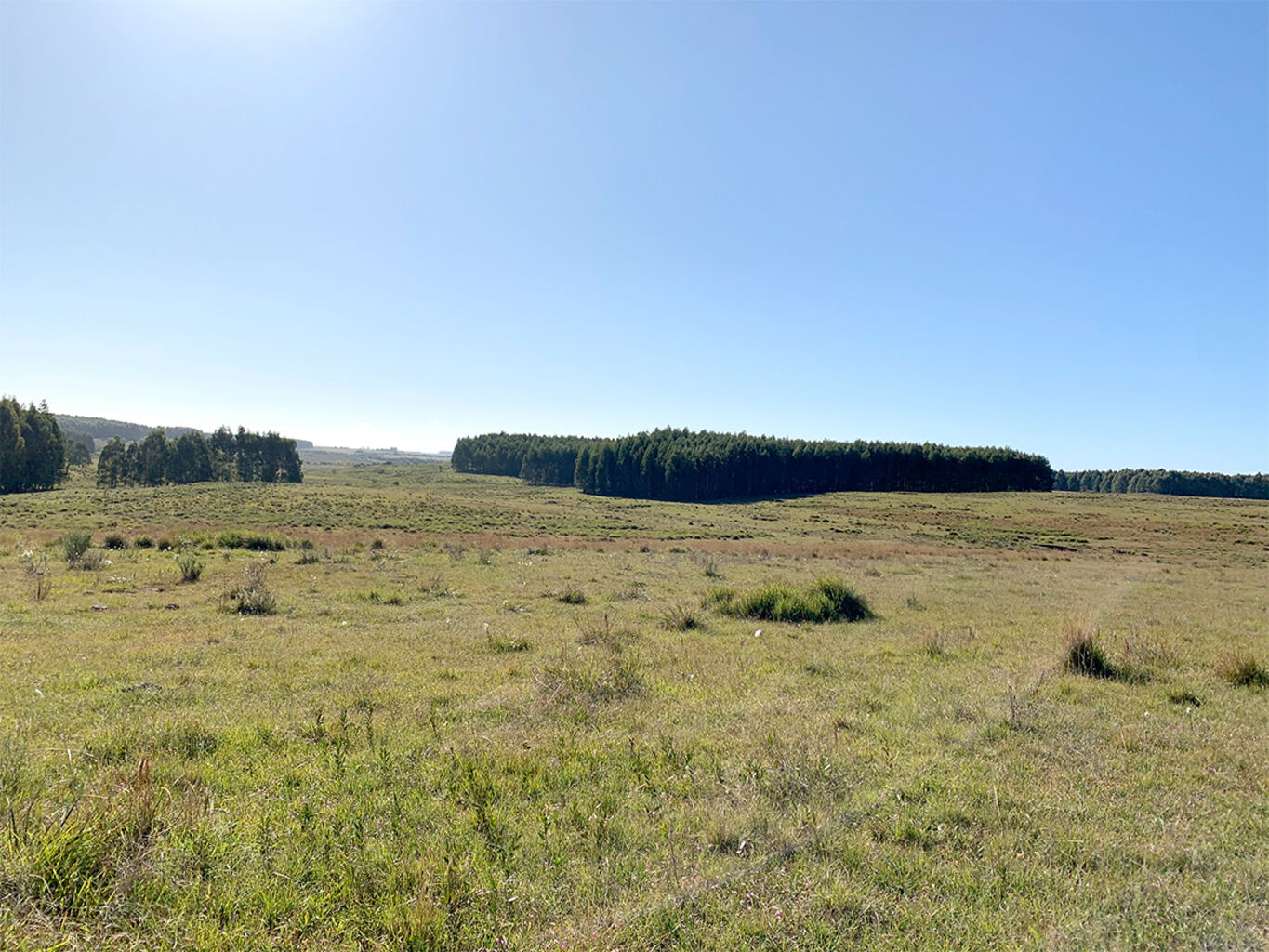 Campo en Rio Negro — imagen 4
