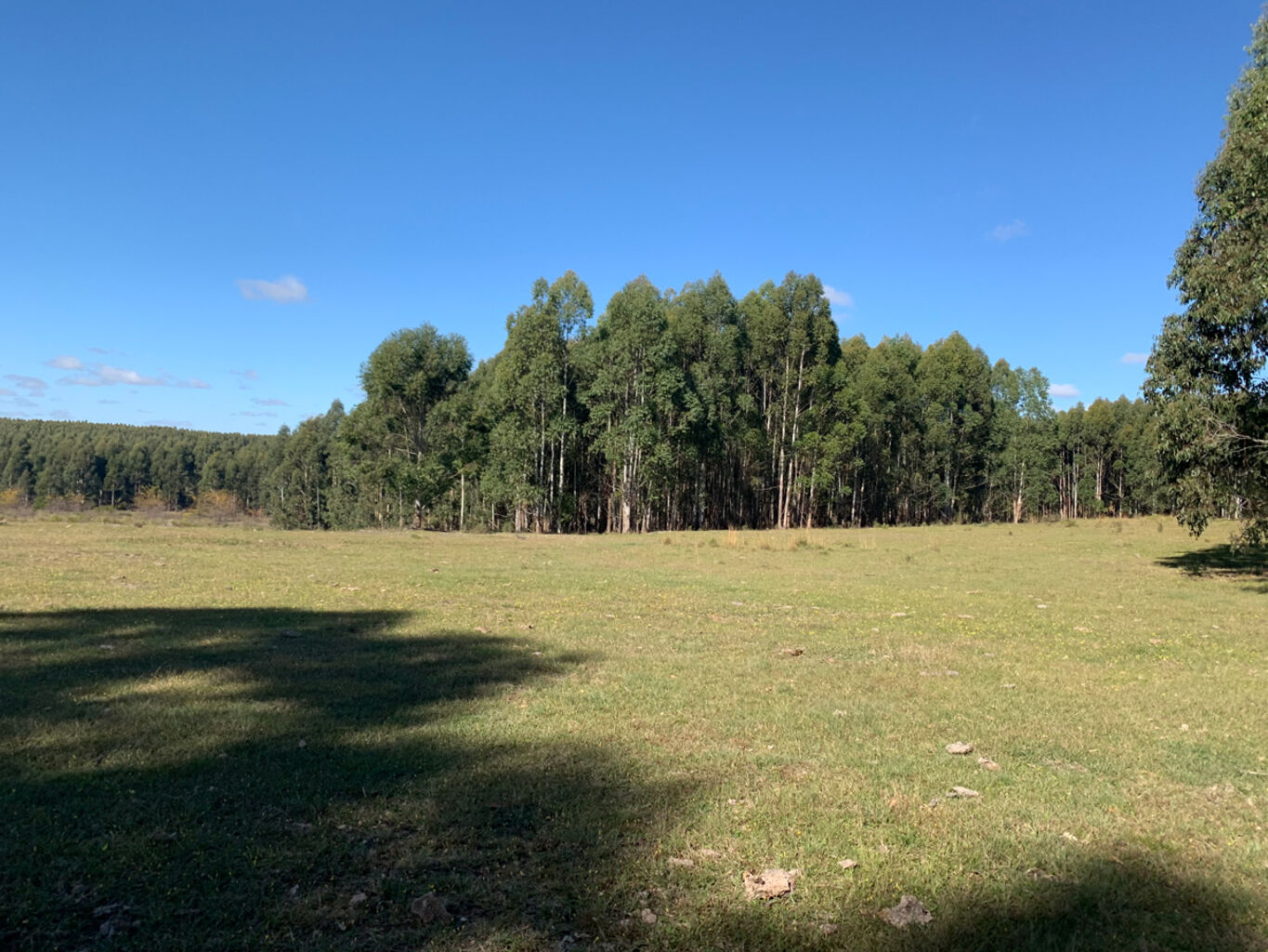 Campo en Rio Negro