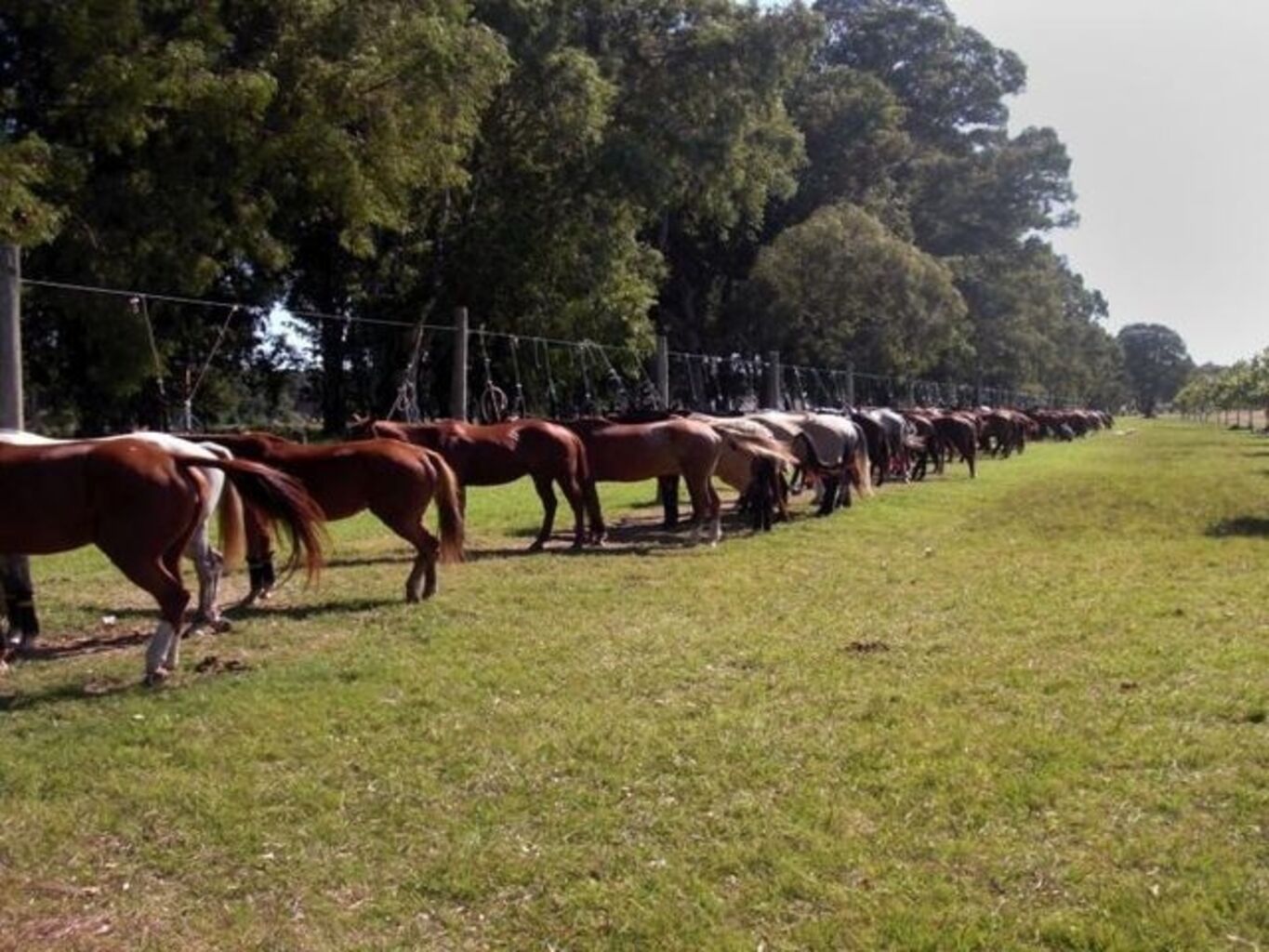 Campo Ganadero-Agrícola "La Guarida" — imagen 3