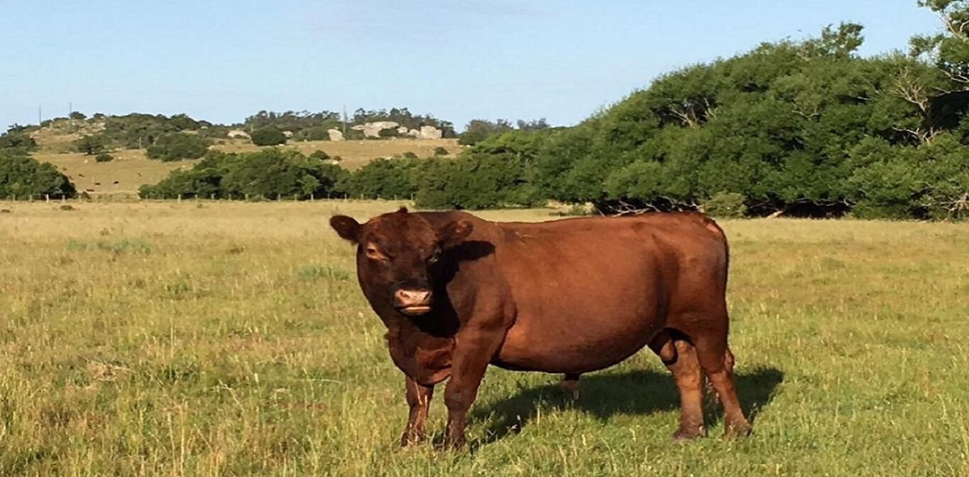 Campo en Lavalleja — imagen 4