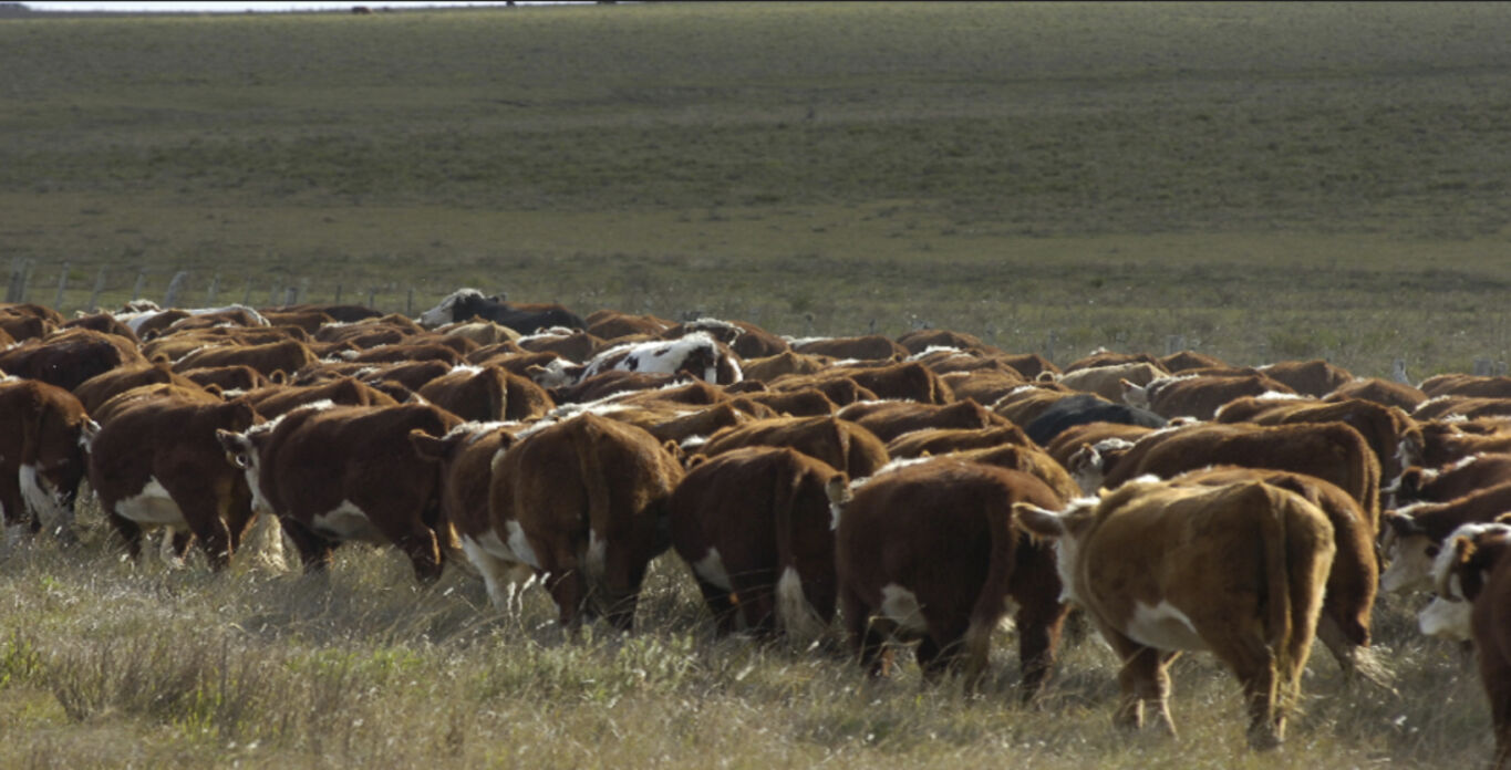 Campo en Lavalleja