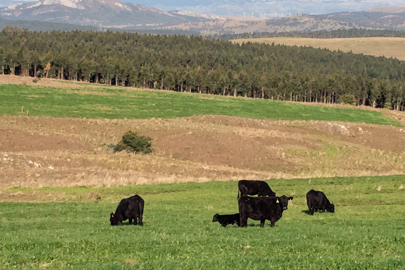 Campo en Venta en Lavalleja, Próximo a Mariscala — imagen 3