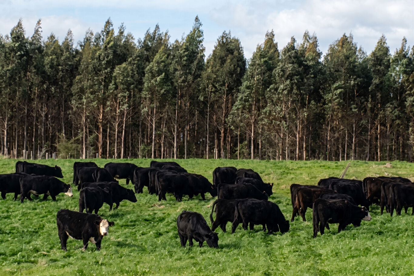 Campo en Venta en Lavalleja, Próximo a Mariscala — imagen 4