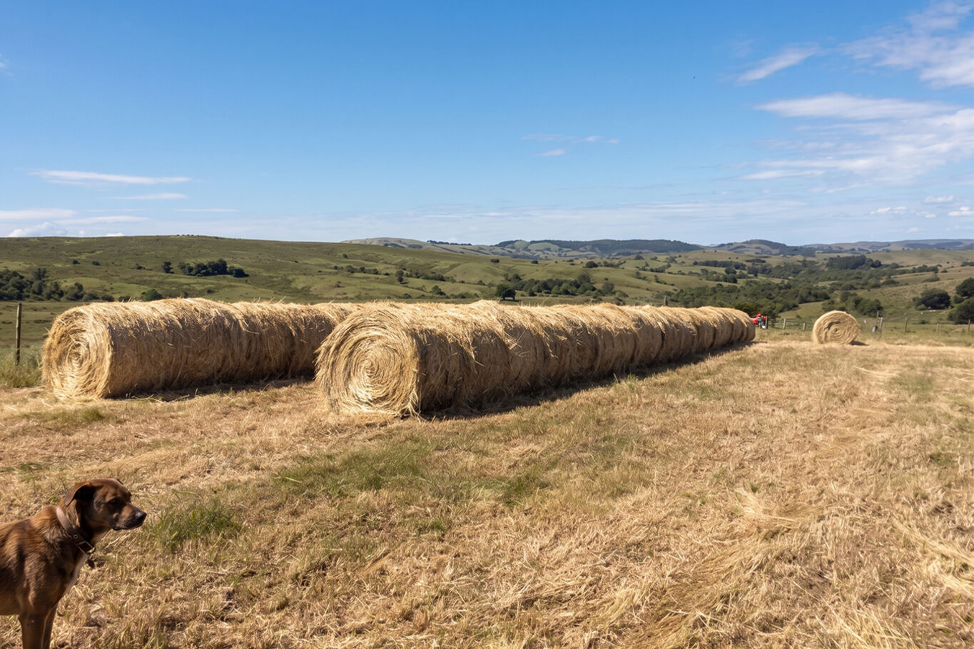 Campo en Venta en Lavalleja, Próximo a Mariscala — imagen 2