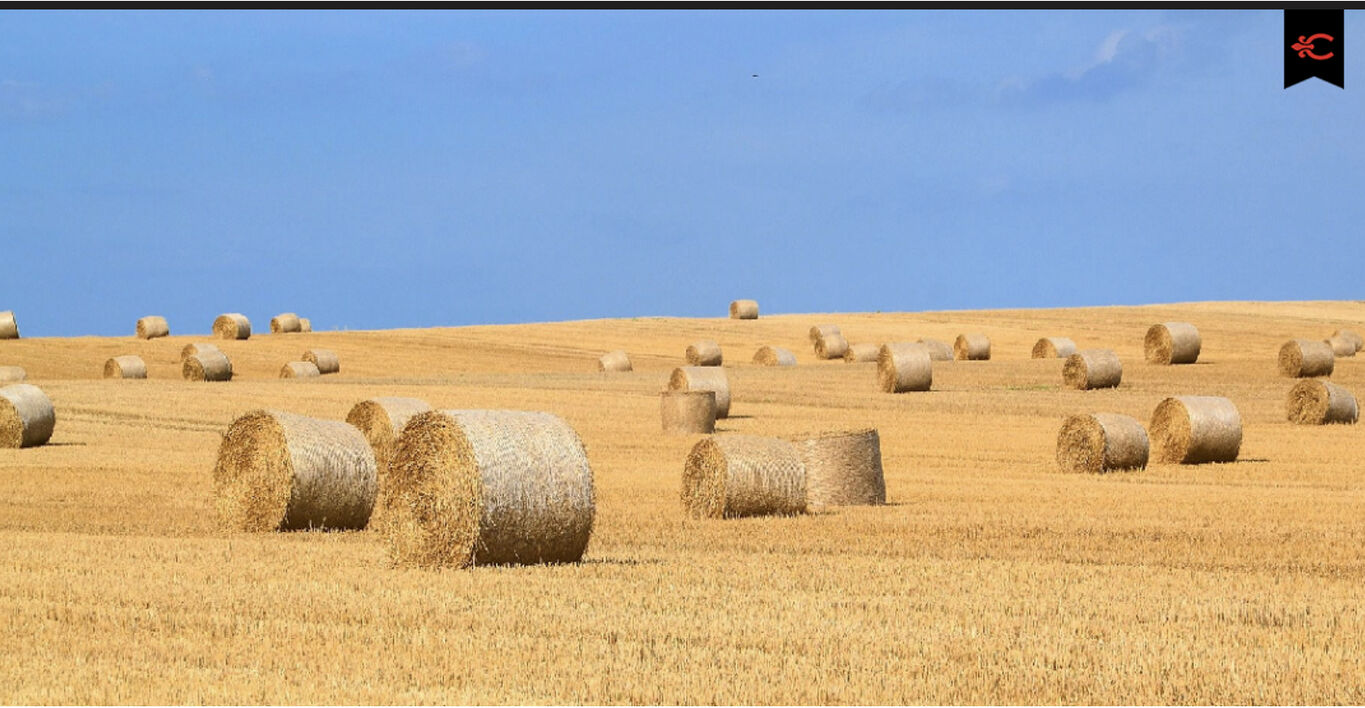 Campo en Soriano