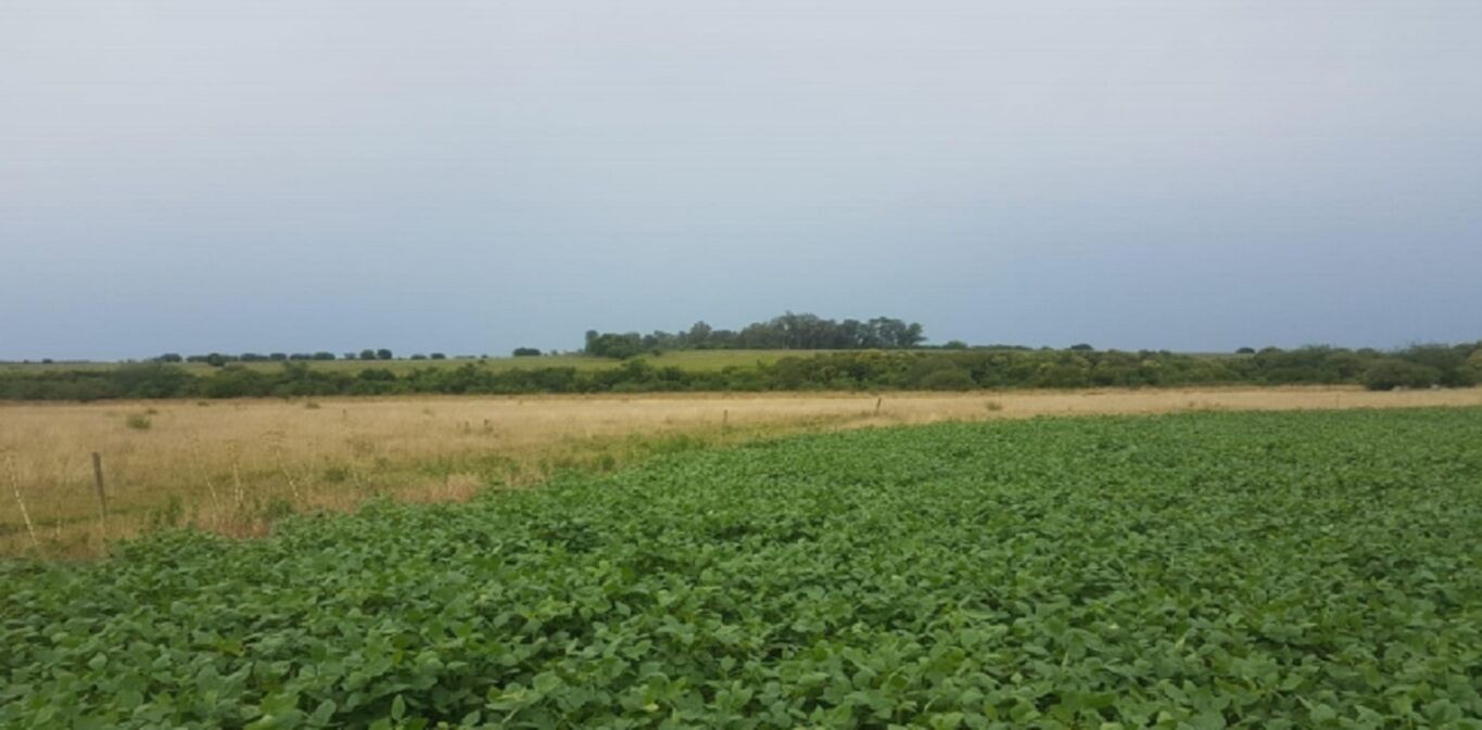 Campo en Soriano — imagen 3
