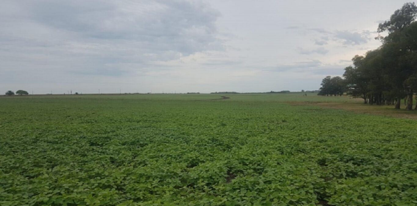 Campo en Soriano