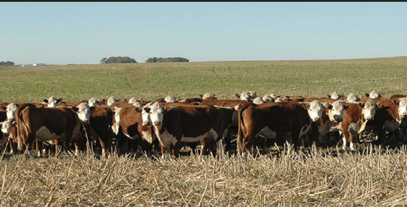 Campo en Durazno
