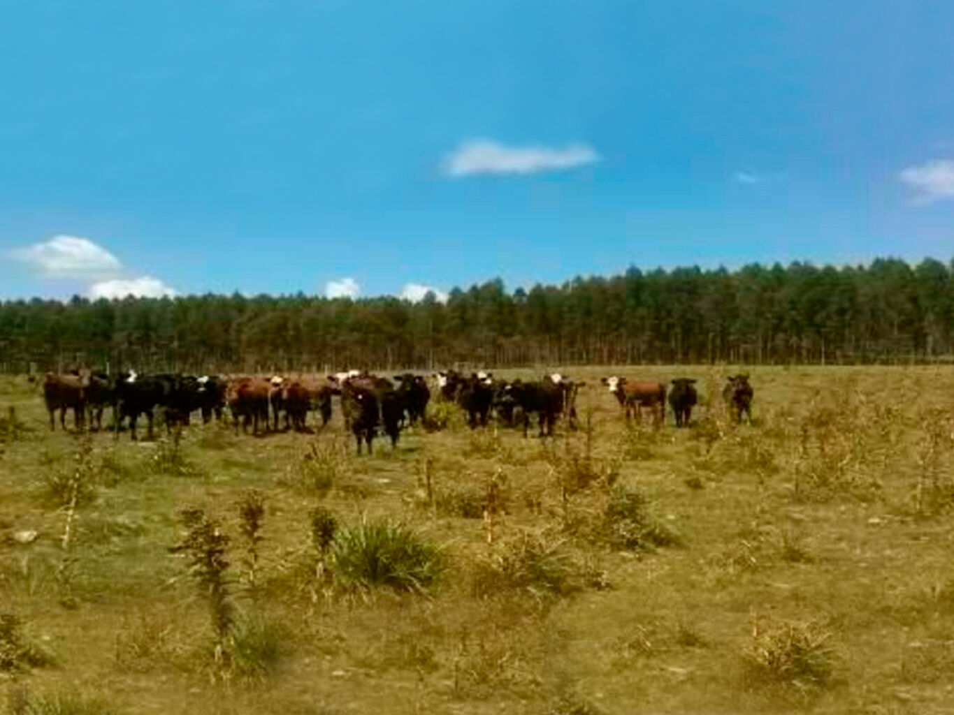 Campo en Durazno — imagen 2