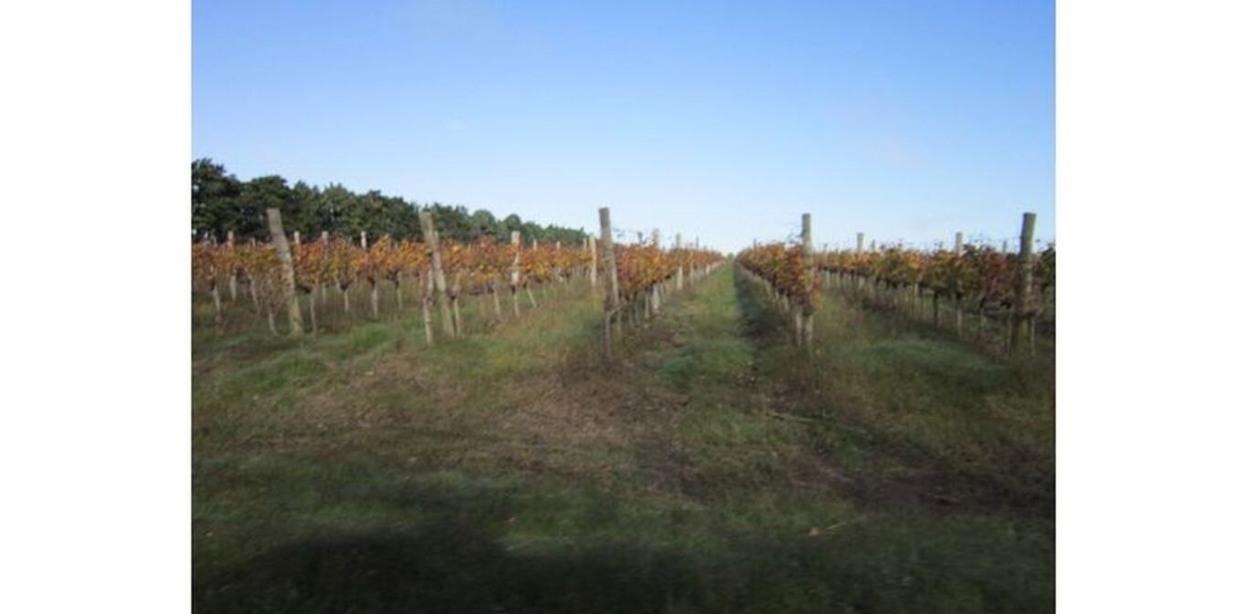 Campo Ganadero Agrícola "Los Caballos" — imagen 3