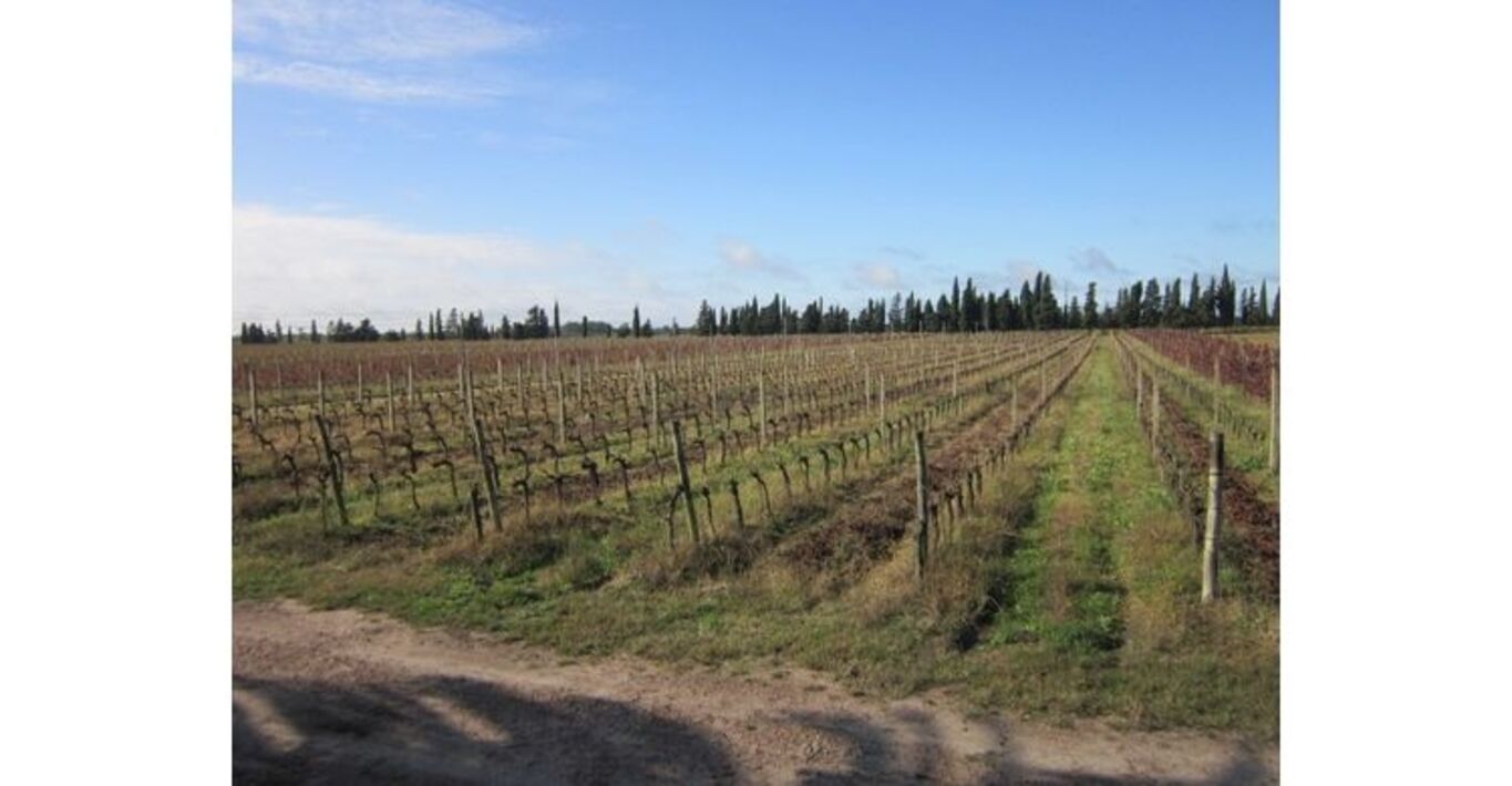 Campo Ganadero Agrícola "Los Caballos" — imagen 4